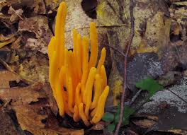 Attēlu rezultāti vaicājumam “Clavulinopsis cinerioides”