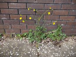 Attēlu rezultāti vaicājumam “Ranunculus acris fruit”