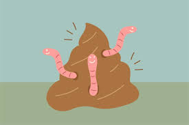 Image result for cestoda excrement dog