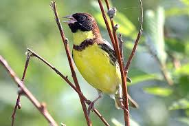 Image result for Emberiza aureola