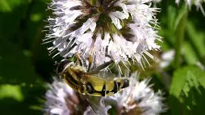 Attēlu rezultāti vaicājumam “Helophilus hybridus male”