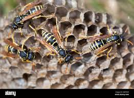 Attēlu rezultāti vaicājumam “Polistes nimpha”