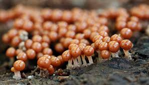 Attēlu rezultāti vaicājumam “Trichia alpina spores”