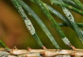 Attēlu rezultāti vaicājumam “Fellhanera subtilis”