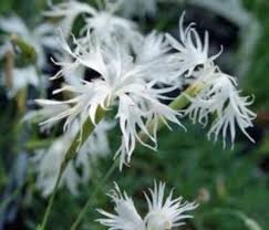 Attēlu rezultāti vaicājumam “Dianthus arenarius flower”