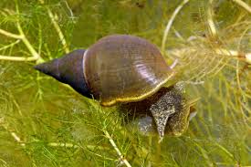 Attēlu rezultāti vaicājumam “Lymnaea stagnalis”