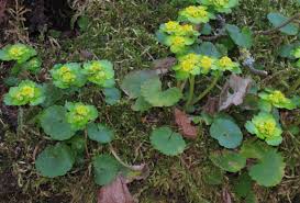 Attēlu rezultāti vaicājumam “Chrysosplenium alternifolium flower”