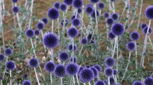 Image result for Blaudistel