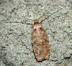 Attēlu rezultāti vaicājumam “Agonopterix ciliella”