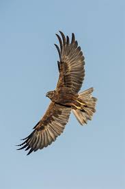 Attēlu rezultāti vaicājumam “Circus aeruginosus”