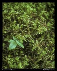 Attēlu rezultāti vaicājumam “Rhytidiadelphus triquetrus sporophyte”