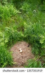 Attēlu rezultāti vaicājumam “Grus grus eggs”