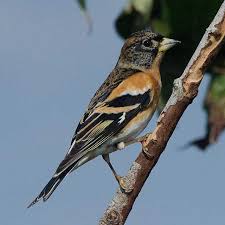 「アトリ・レギンハルト」の画像検索結果