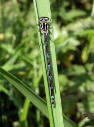Attēlu rezultāti vaicājumam “Coenagrion pulchellum female”
