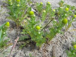 Attēlu rezultāti vaicājumam “Matricaria discoidea”