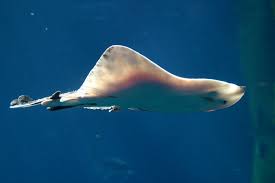 Image result for Leucoraja ocellata