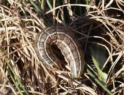 Attēlu rezultāti vaicājumam “Tholera decimalis”