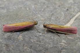 Attēlu rezultāti vaicājumam “Oncocera semirubella”