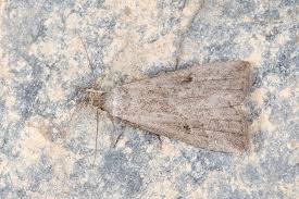 Attēlu rezultāti vaicājumam “Hypenodes humidalis”