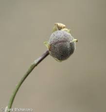 Attēlu rezultāti vaicājumam “Viola collina”