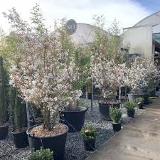 Attēlu rezultāti vaicājumam “Amelanchier canadensis”