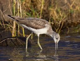 Attēlu rezultāti vaicājumam “Tringa nebularia”