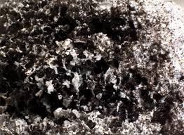 Attēlu rezultāti vaicājumam “Fuligo cinerea”