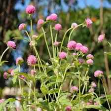 Image result for Kugelamarant