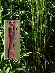 Attēlu rezultāti vaicājumam “Cribraria macrocarpa stalked”