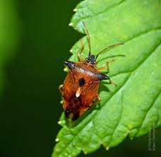Attēlu rezultāti vaicājumam “Elasmucha ferrugata”