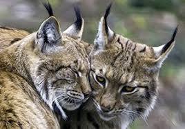 Attēlu rezultāti vaicājumam “Lynx lynx”