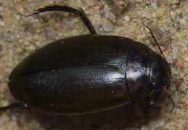 Attēlu rezultāti vaicājumam “Colymbetes paykulli”