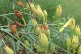 Attēlu rezultāti vaicājumam “Nicotiana tabacum fruit”