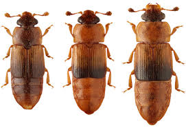 Attēlu rezultāti vaicājumam “Nitidulidae”