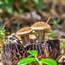 Attēlu rezultāti vaicājumam “Asterophora lycoperdoides”