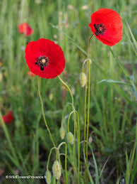 Image result for Papaver rhoeas