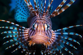 Image result for Pterois miles