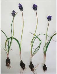 Attēlu rezultāti vaicājumam “Muscari neglectum”