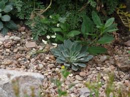 Image result for Campanula formanekiana