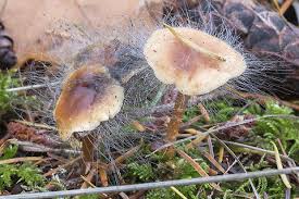 Attēlu rezultāti vaicājumam “Spinellus fusiger”