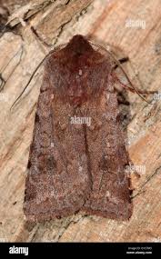 Attēlu rezultāti vaicājumam “Cerastis rubricosa”