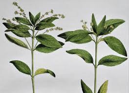 Attēlu rezultāti vaicājumam “Mercurialis perennis leaf”