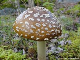 Attēlu rezultāti vaicājumam “Amanita regalis”