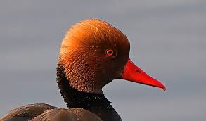 Image result for Netta rufina