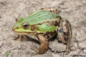 Attēlu rezultāti vaicājumam “Pelophylax”