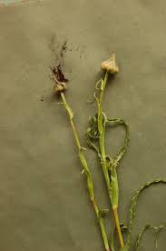 Attēlu rezultāti vaicājumam “Microbotryum tragopogonis - pratensis”