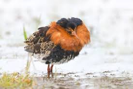 Attēlu rezultāti vaicājumam “Philomachus pugnax adult”