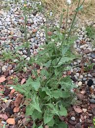 Attēlu rezultāti vaicājumam “Sonchus oleraceus leaf”