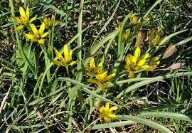 Attēlu rezultāti vaicājumam “Gagea pratensis flower”