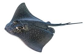 Image result for Myliobatis aquila